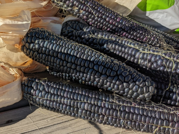 Hopi Blue Corn Ears / 2022
