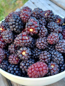 2022 Blackberries