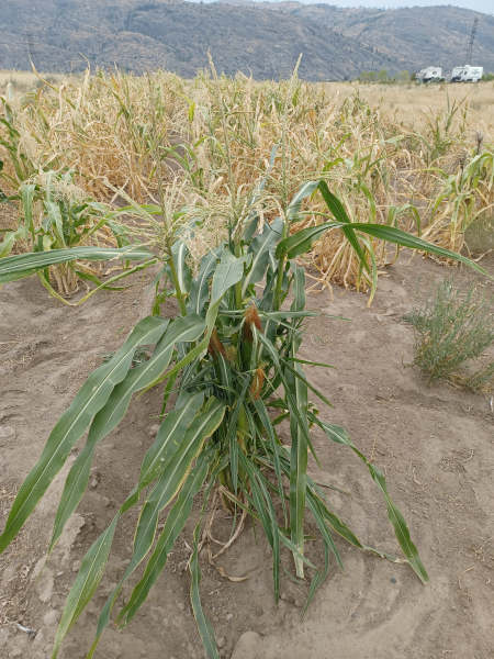 Hopi White / End Of Row 2