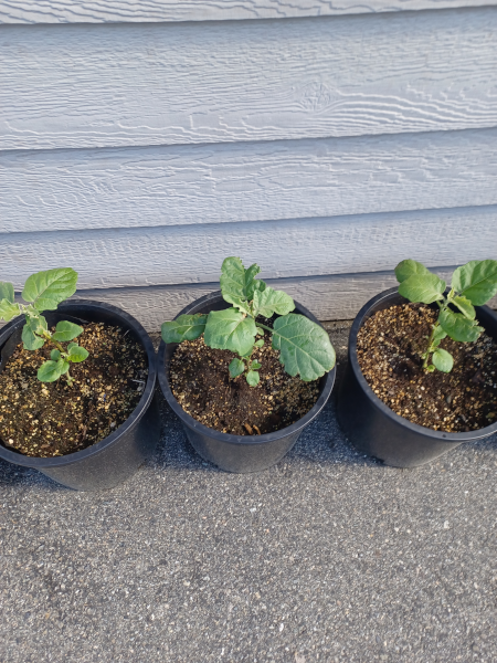 Eggplants In Containers