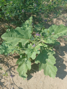 Eggplant In Ground