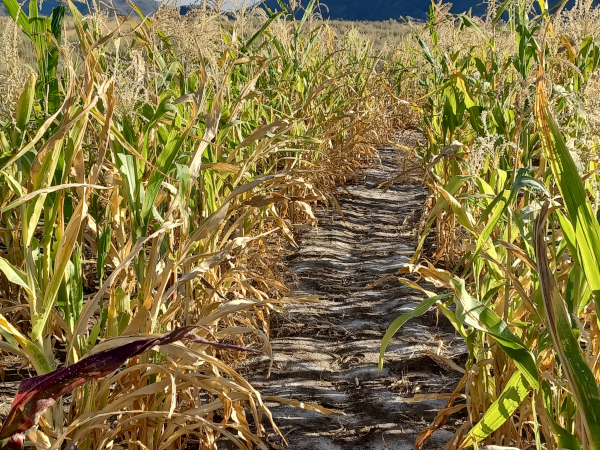 Drought Damaged Corn