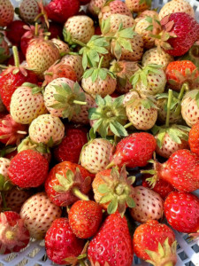 2022 Strawberries