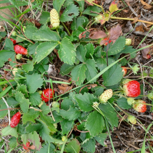 Quinault  Strawberries