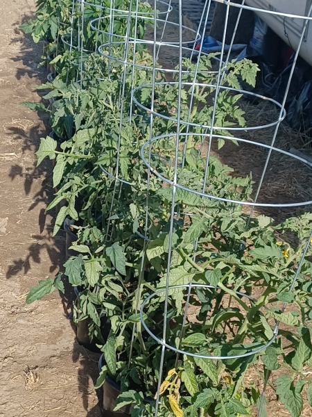 Tomatoes / Containers