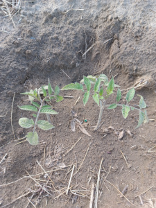 Tomato Seedling In Ground