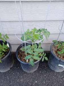 Tomato Seedling In Container