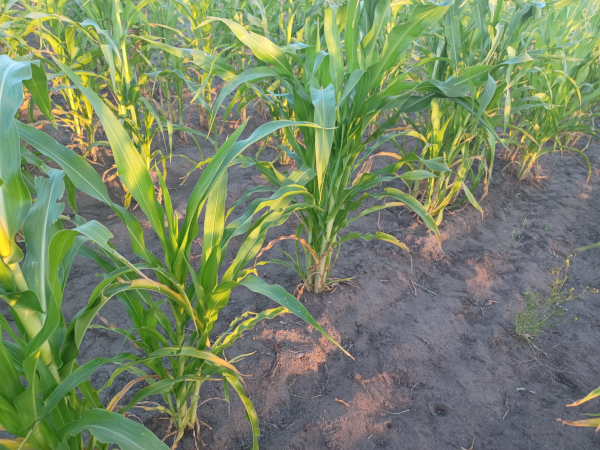 Field 1 / Corn Spacing / Jul 21
